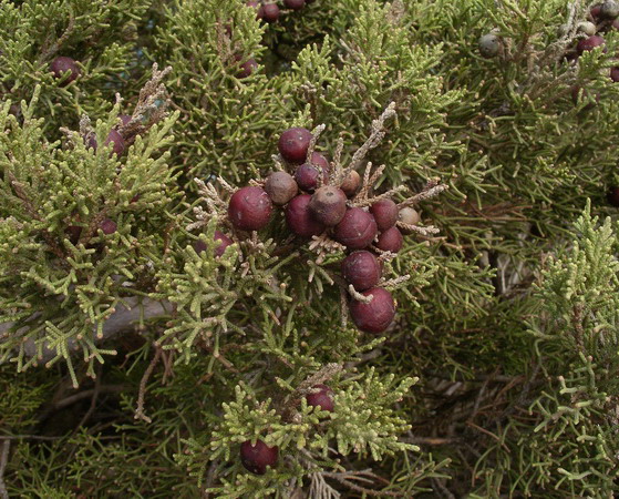 Juniperus phoenicea - Ginepro fenicio
