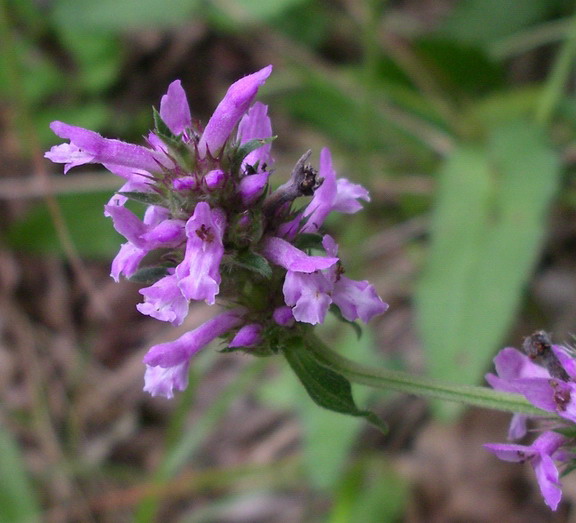 tenui piantine -Teucrium sp.e Stachys sp.