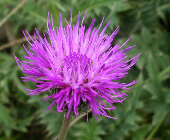 Carduus del gruppo defloratus
