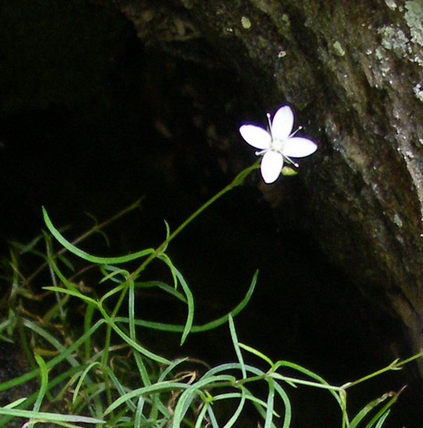 Moehringia muscosa / Erba paglina