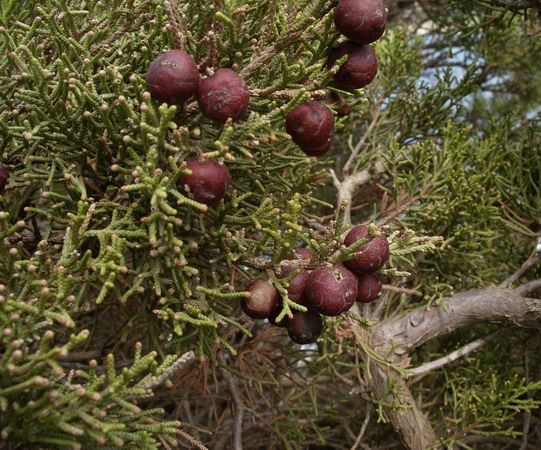 Juniperus phoenicea - Ginepro fenicio