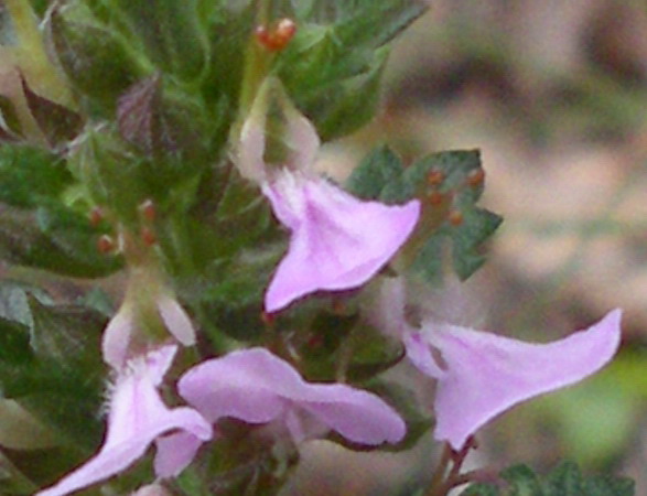 tenui piantine -Teucrium sp.e Stachys sp.