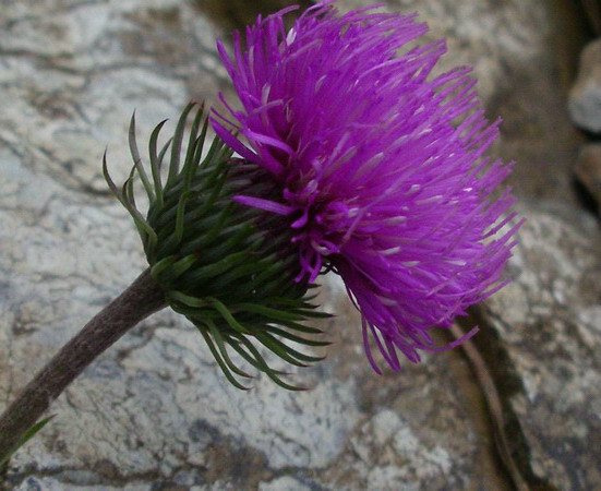 Carduus del gruppo defloratus