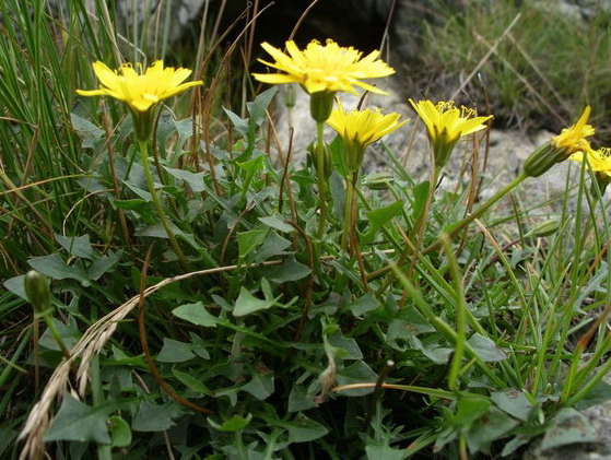 Robertia taraxacoides / Costolina appenninica