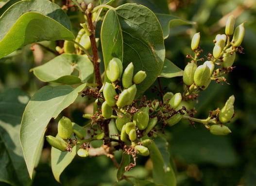 Syringa vulgaris