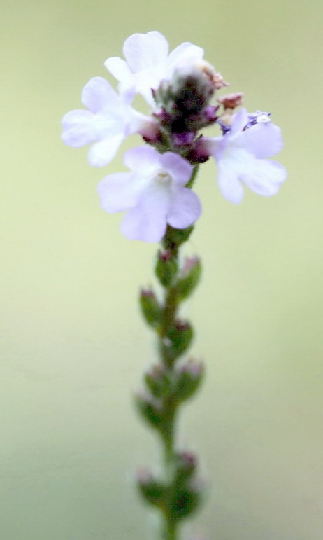 Verbena officinalis