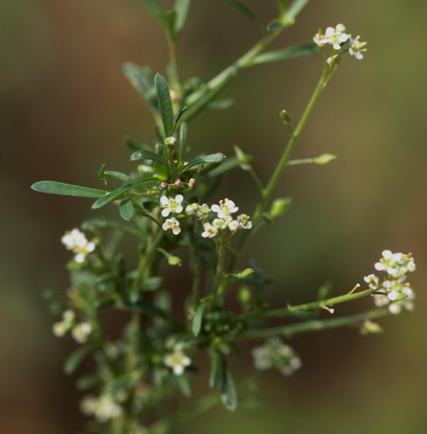 Lepidium graminifolium