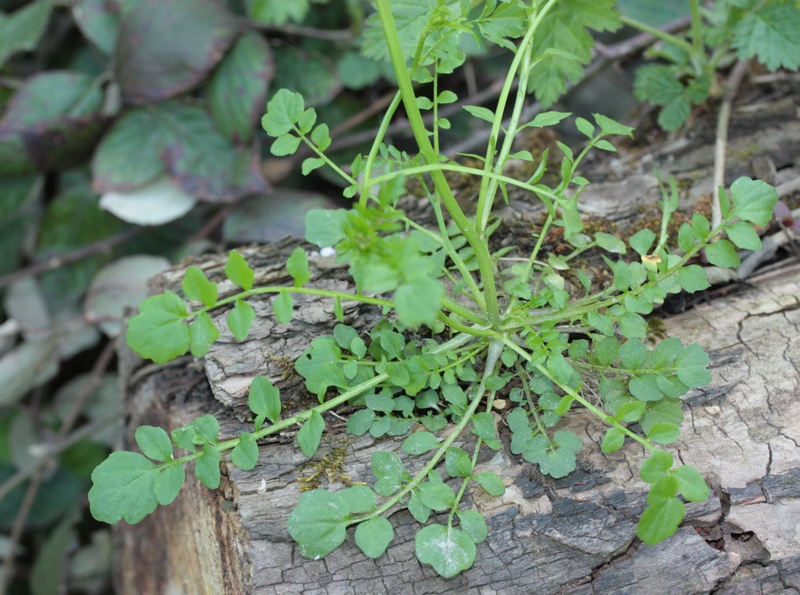 Cardamine hirsuta / Billeri primaticcio