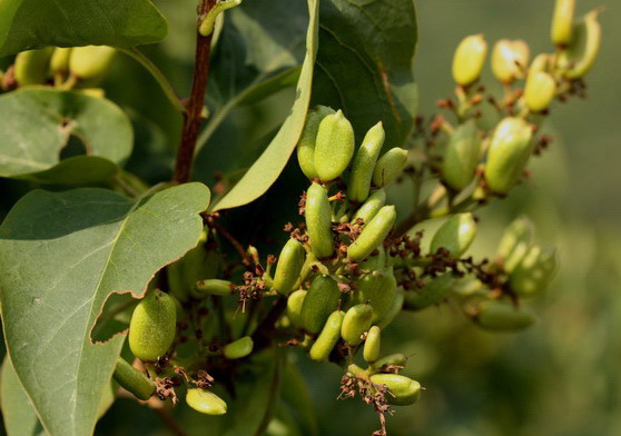 Syringa vulgaris