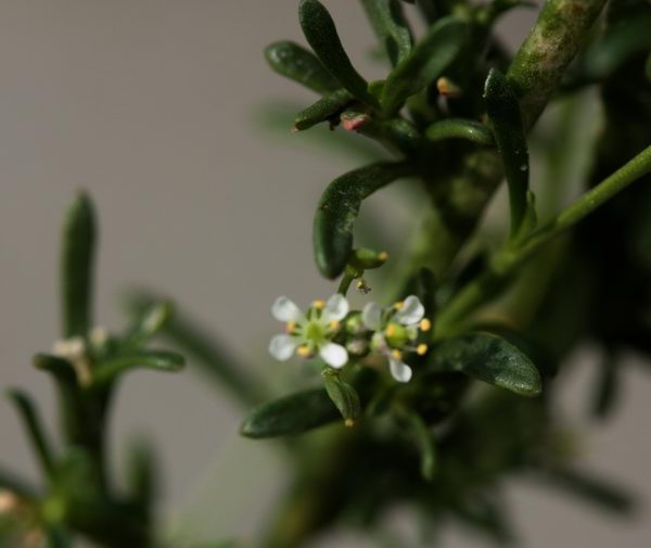 Lepidium graminifolium