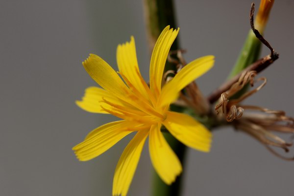 Chondrilla juncea