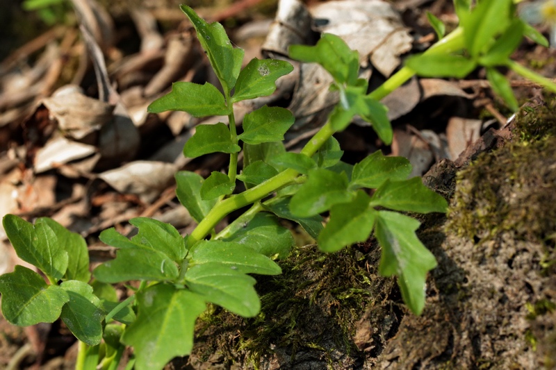 piantina a fiori bianchi - Cardamine cfr. matthioli