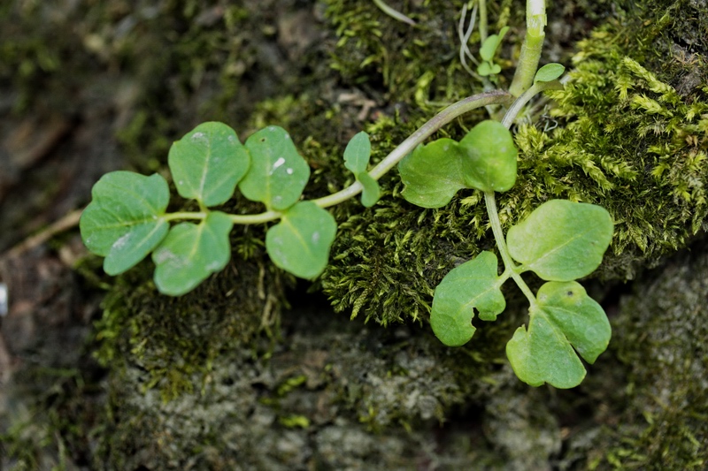 piantina a fiori bianchi - Cardamine cfr. matthioli