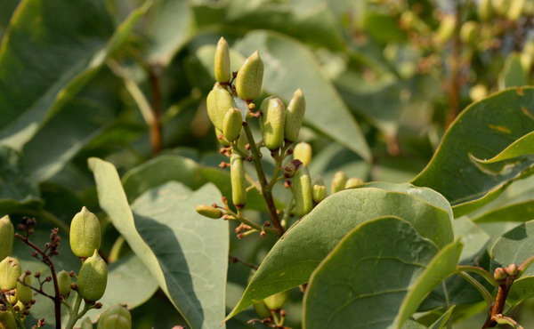 Syringa vulgaris