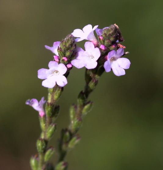 Verbena officinalis