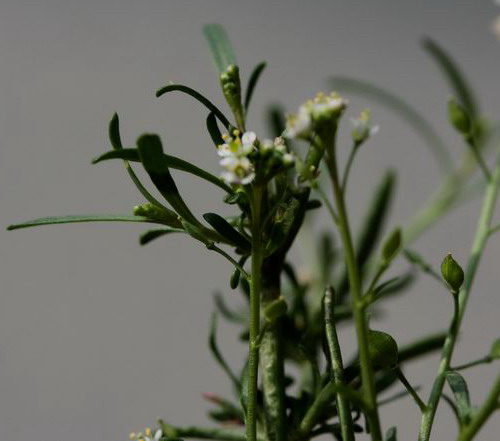 Lepidium graminifolium