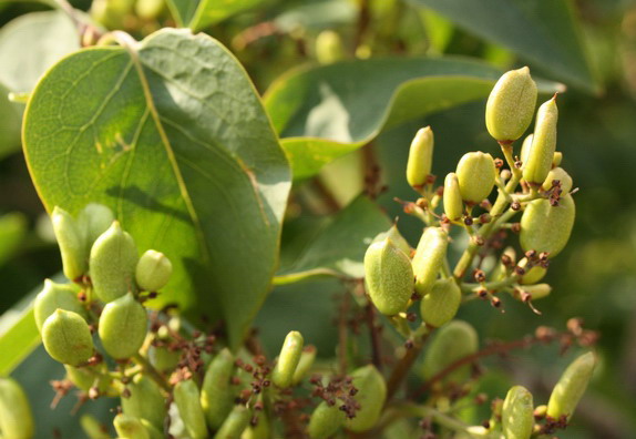 Syringa vulgaris