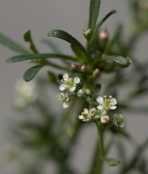 Lepidium graminifolium