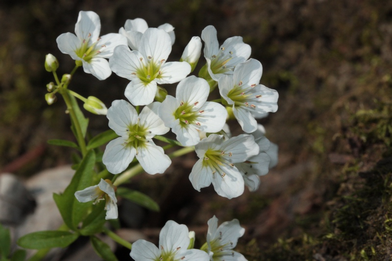 piantina a fiori bianchi - Cardamine cfr. matthioli