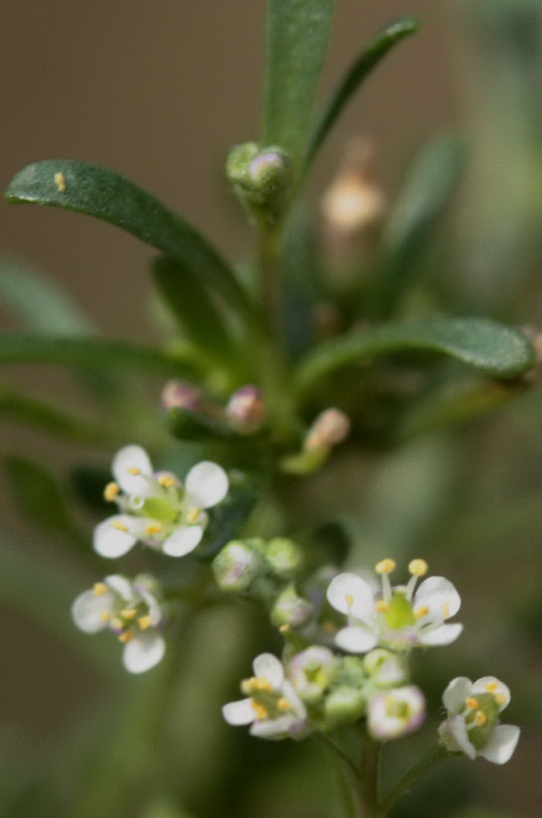 Lepidium graminifolium