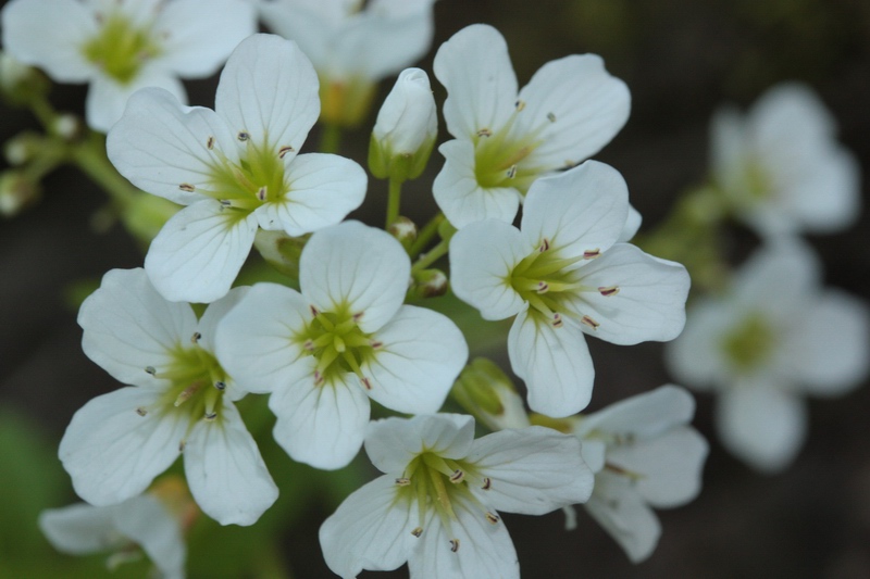 piantina a fiori bianchi - Cardamine cfr. matthioli