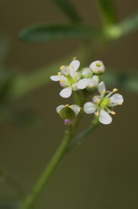 Lepidium graminifolium