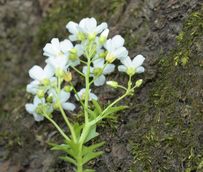 piantina a fiori bianchi - Cardamine cfr. matthioli