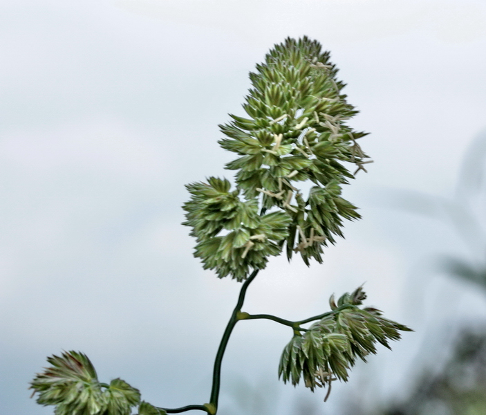 (Poaceae) - Dactylis glomerata s.l.