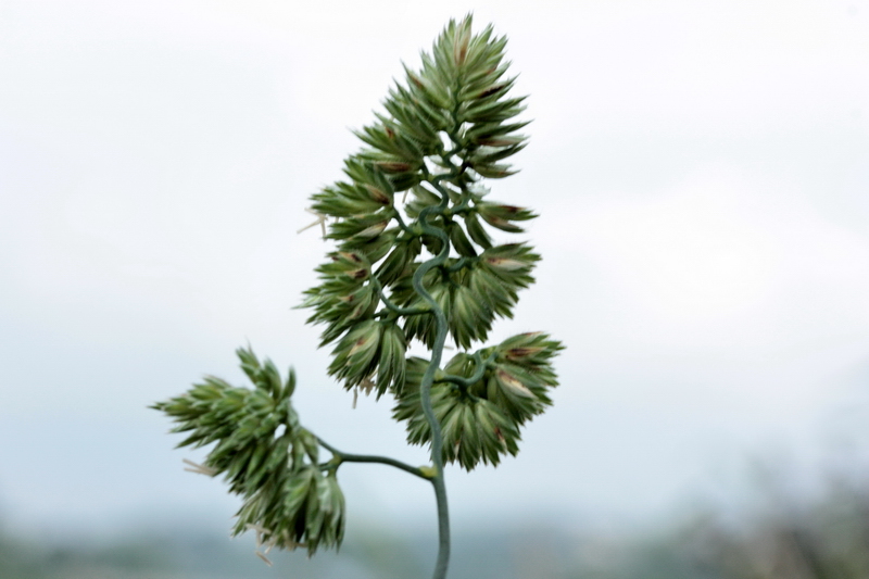 (Poaceae) - Dactylis glomerata s.l.