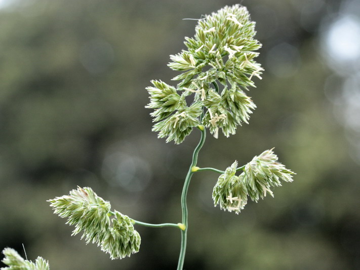 (Poaceae) - Dactylis glomerata s.l.