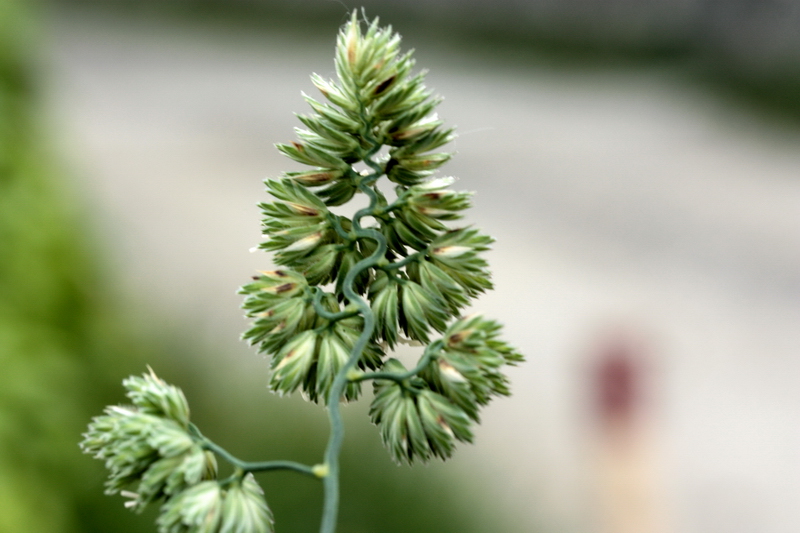 (Poaceae) - Dactylis glomerata s.l.