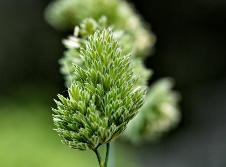 (Poaceae) - Dactylis glomerata s.l.