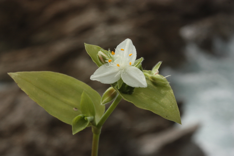 Tradescantia fluminensis / Tradescanzia sudamericana