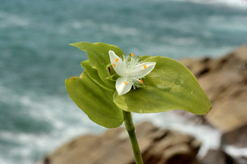 Tradescantia fluminensis / Tradescanzia sudamericana