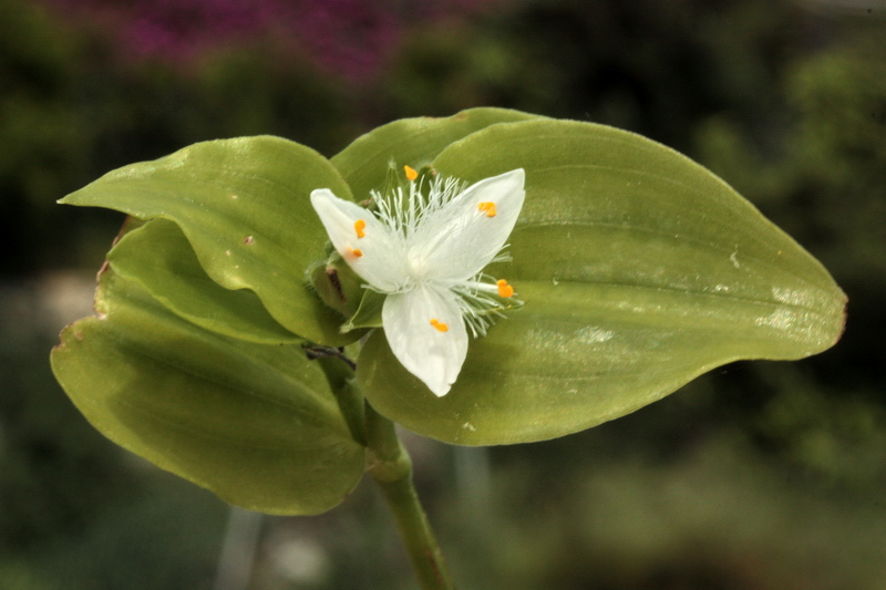 Tradescantia fluminensis / Tradescanzia sudamericana