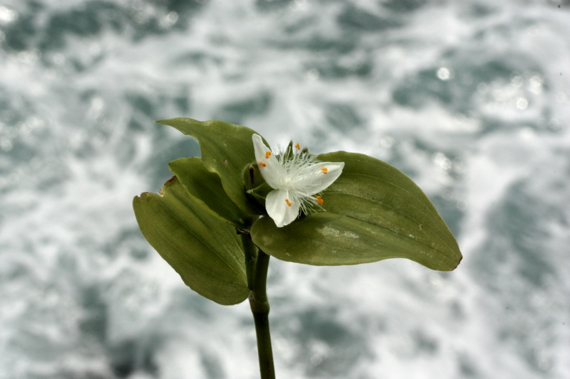 Tradescantia fluminensis / Tradescanzia sudamericana