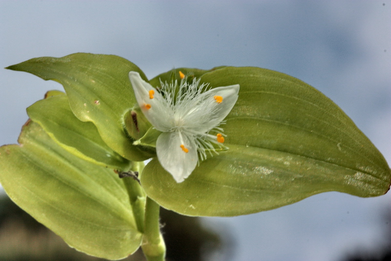 Tradescantia fluminensis / Tradescanzia sudamericana