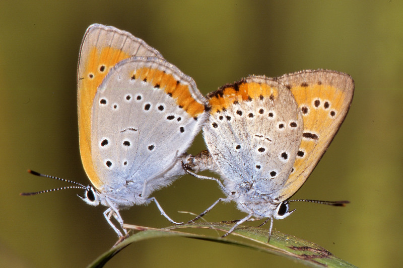 Farfalla rara: licaena dyspar