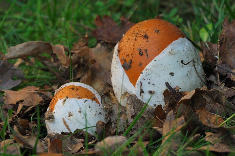 Amanita caesarea ...una domanda