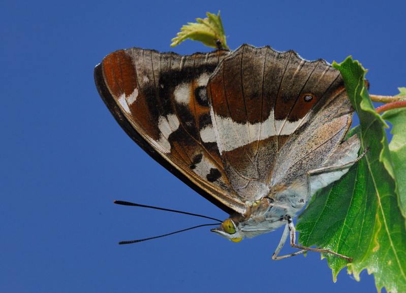 Apatura iris