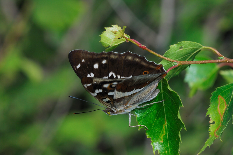 Apatura iris