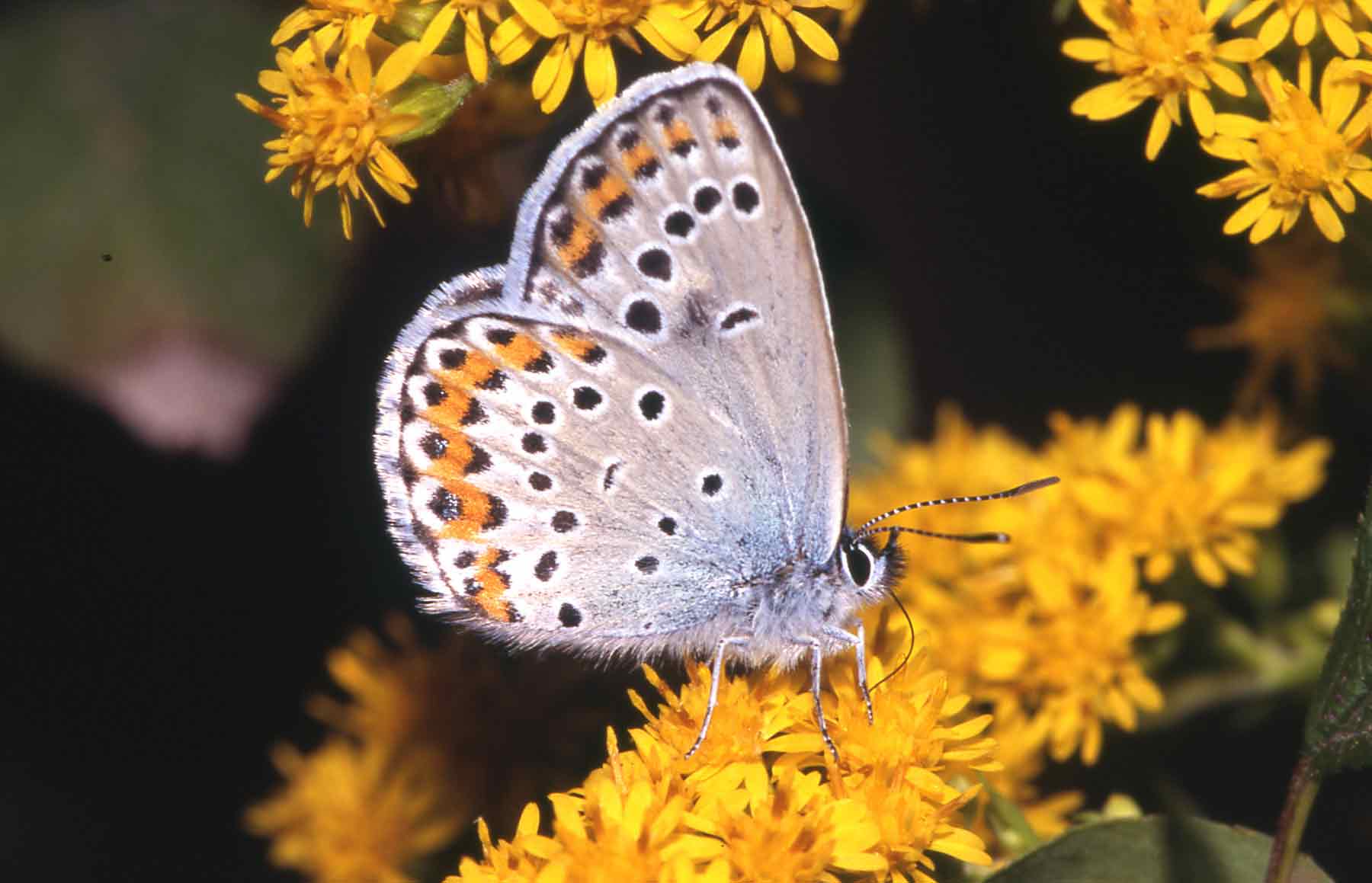 Plebejus  argyrognomon