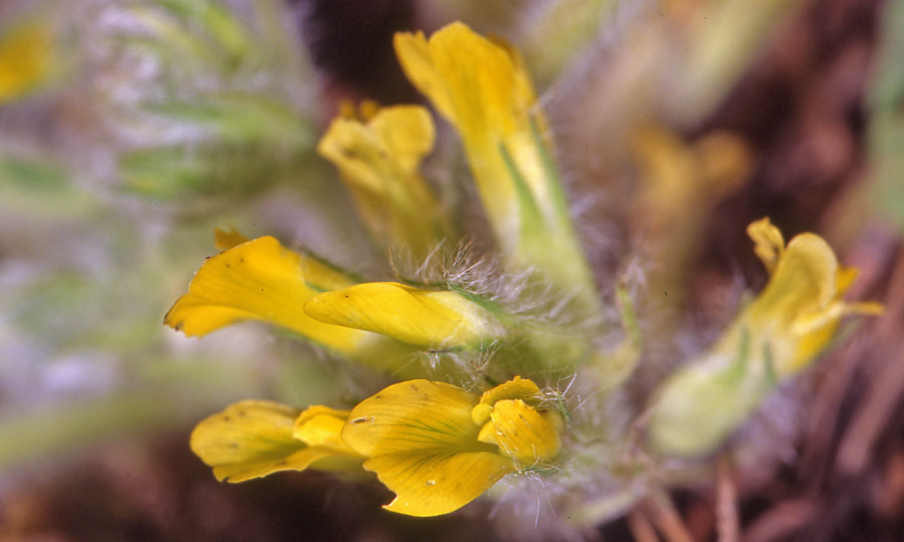 Astragalus exscapus / Astragalo nano