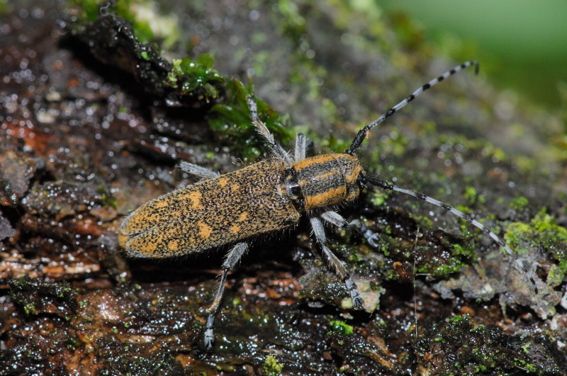 Saperda populnea (Cerambycidae)