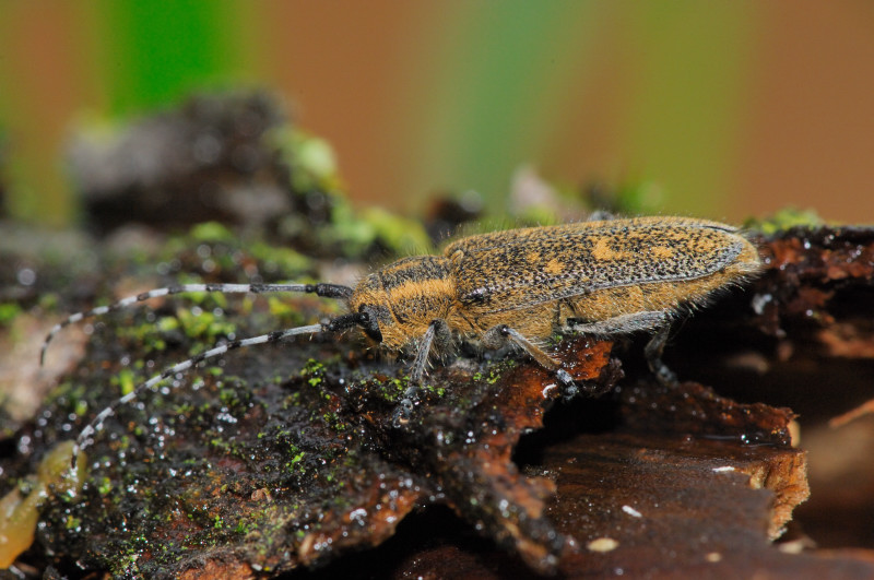 Saperda populnea (Cerambycidae)