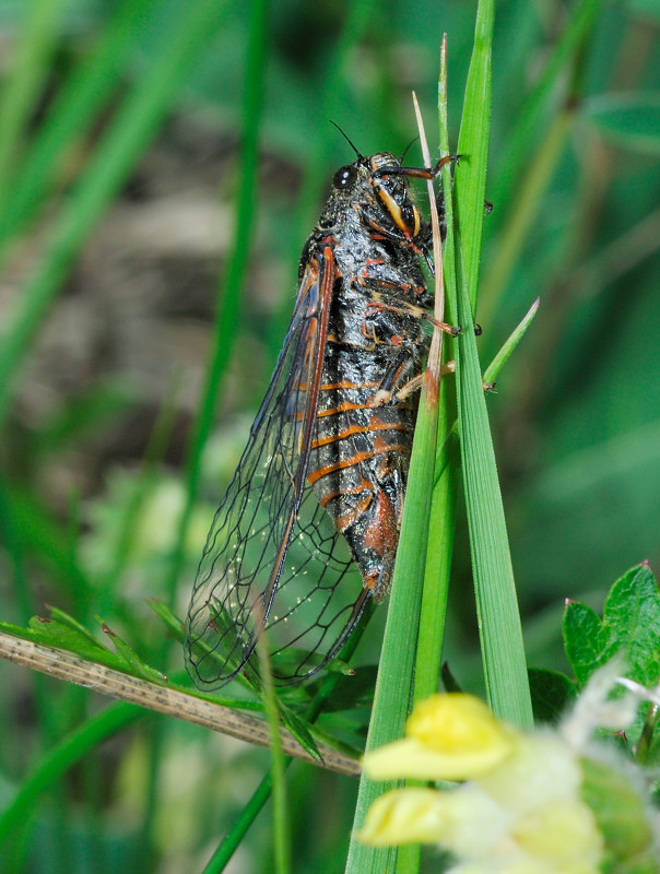 Cicadetta montana?