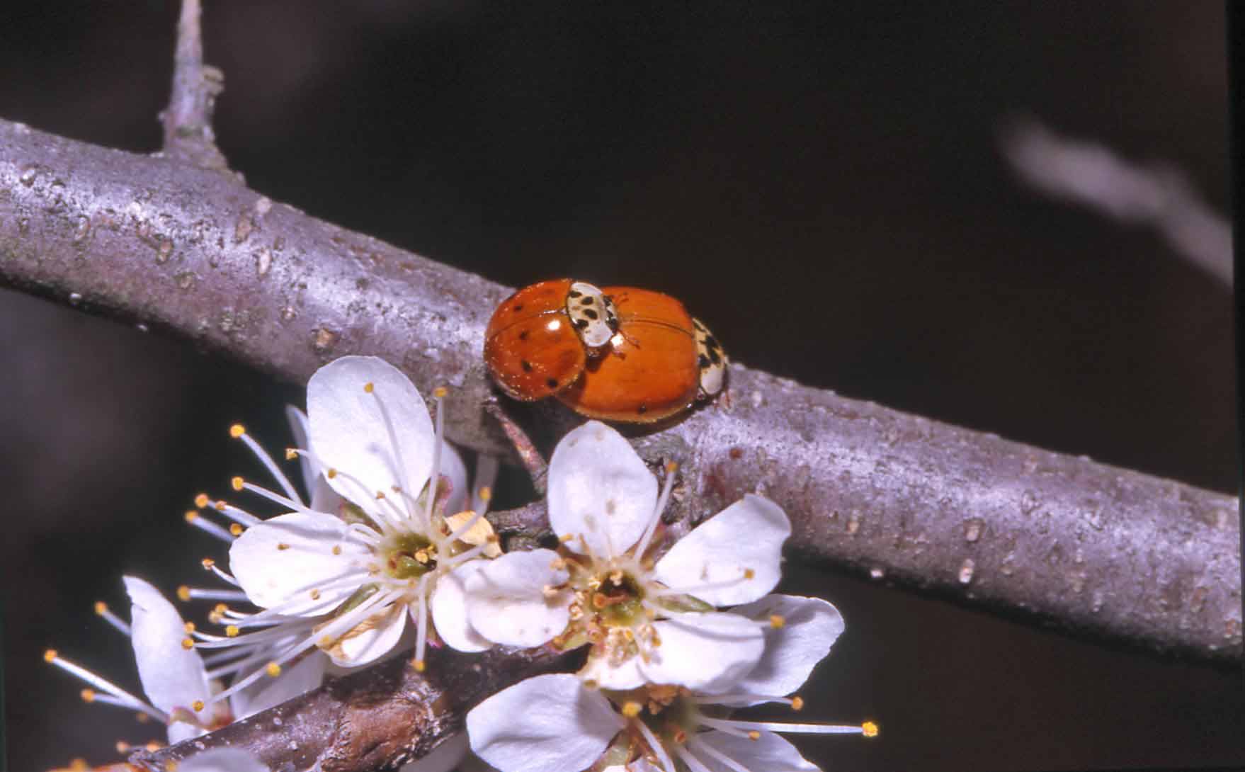 Harmonia axyridis in Val Sesia