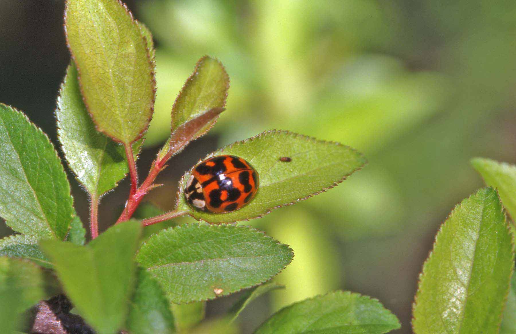 Harmonia axyridis in Val Sesia