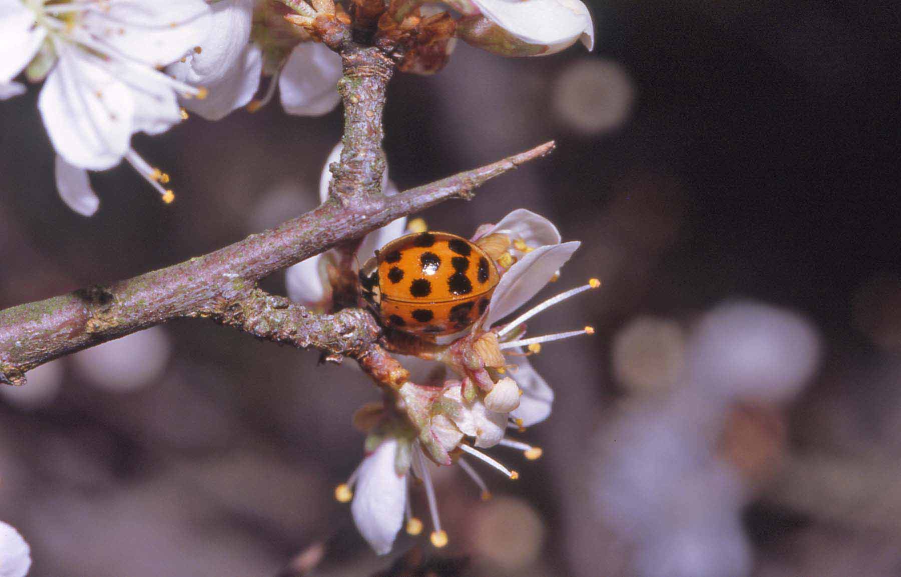 Harmonia axyridis in Val Sesia