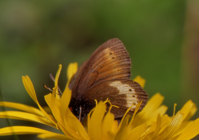 alla ricerca dell''Erebia flavofasciata